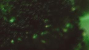 Brócoli-pixabay-pexels