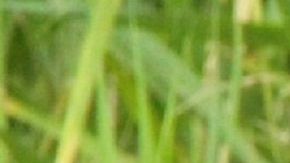 Condores querían cazar tres french poodle.