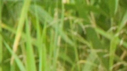 Condores querían cazar tres french poodle.