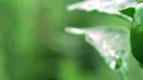 Chile-Jason Goh en Pixabay