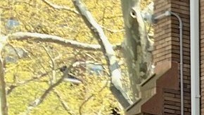 Una mujer llena su carrito con comida en una despensa de alimentos en Chelsea, donde esta semana se registraron largas filas de personas necesitadas.