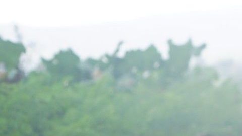 Puedes generar tu propia comida cosechando vegetales Jardín Botánico de Nueva York.