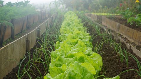 Puedes generar tu propia comida cosechando vegetales Jardín Botánico de Nueva York.