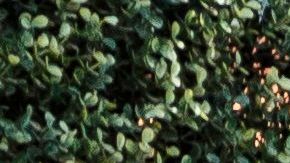 Paulina Peña, hija del ex presidente de México.