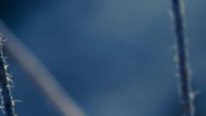 Cambiar tus focos incandescentes por unos ahorradores es una excelente opción para el medio ambiente.