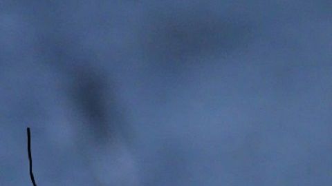 Un gato bailó un reto con su dueño y se convirtieron en la sensación de Tik Tok.