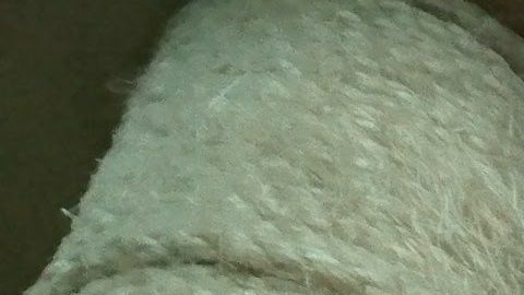 Los gatos nos pueden enseñar su forma de relajarse y mantenerse en excelente forma física.