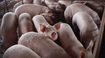 Cerdos en una planta de carne.