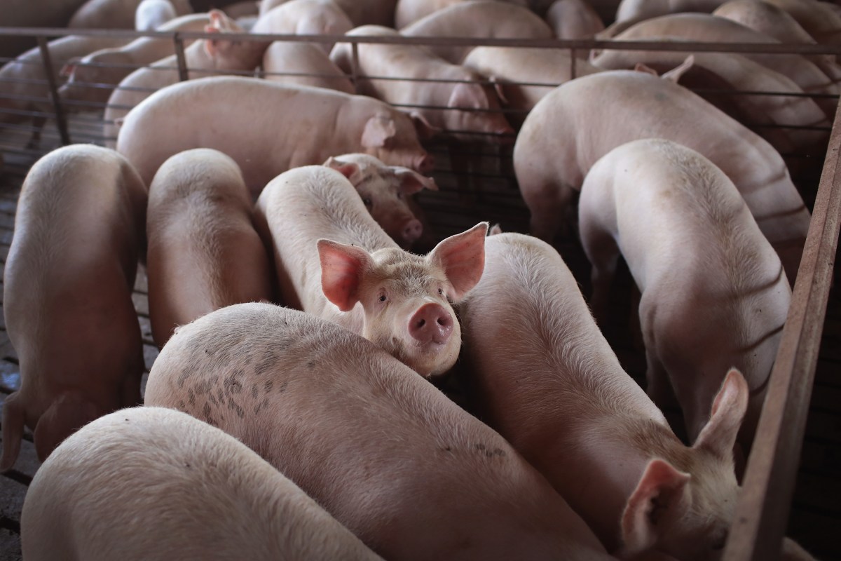 Matanza masiva de cerdos por hacinamiento tras cierre de plantas  procesadoras de carne en EEUU - El Diario NY