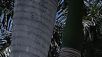 El Trump National Doral.