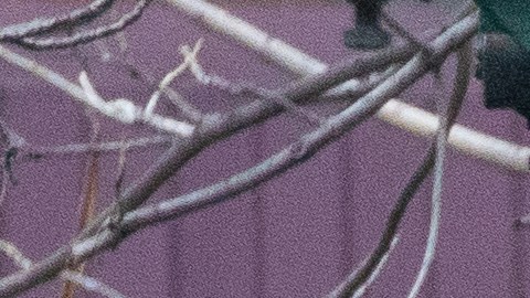 EEUU registra más de 55,000 muertes por coronavirus.