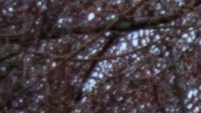 En Hart Island se entierran varios cuerpos de fallecidos por coronavirus en la ciudad de Nueva York.