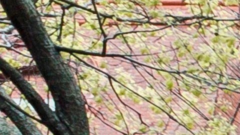 Al menos 55 muertes han ocurrido en el Cobble Hill Health Center, en Brooklyn, el mayor número de fallecidos en un solo centro de ancianos en todo el estado.