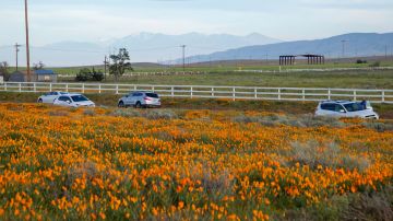 Decenas de conductores se detienen junto al paisaje de amapolas en California.