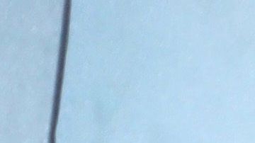 Jennifer Aniston disfruta a su amigo canino.