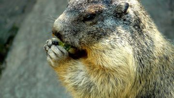 Una marmota saboreó su rebanada de pizza.