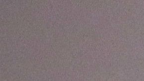 Mike Tyson gusta de tener todo tipo de mascota.