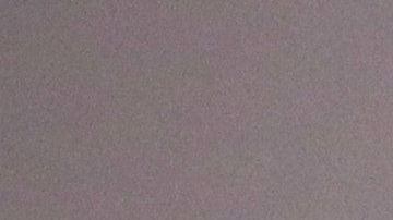 Mike Tyson gusta de tener todo tipo de mascota.