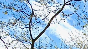 Zona de vivienda pública NYCHA en Chelsea, Manhattan.