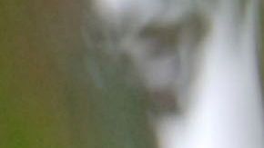 Paris Hilton siempre ha consentido mucho a sus mascotas.