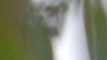 Paris Hilton siempre ha consentido mucho a sus mascotas.