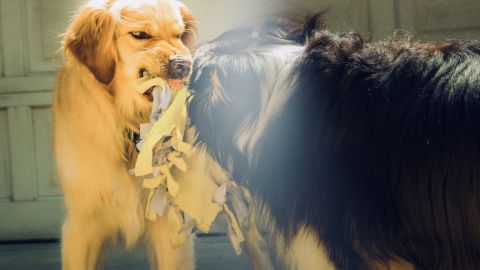 La agresividad en los perros debe evitarse con la educación desde que son cachorros.