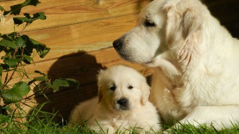 Un cachorro guía a su compañero ciego y anciano.