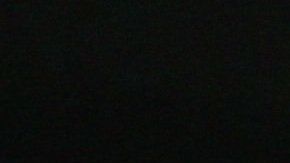 Los perros serían capaces de detectar el coronavirus por el olfato.