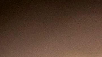 Los perros que detectan la malaria, también podrían detectar el coronavirus.