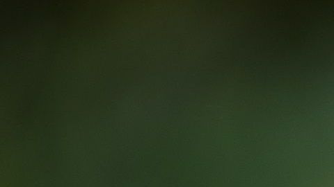 Un perro quedó impactado al enterarse que será papá.