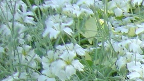 Los perros pueden usar un perfume siempre y cuando sea especialmente para ellos.