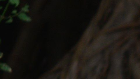 Los perros se rascan por múltiples razones.