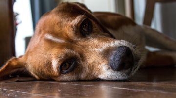 Foto: naniwa23/Pixabay. Los caninos suelen rascarse por estrés o ansiedad.