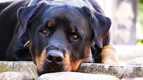 Dogtor Loki es un perro que reparte kits de ayuda en un hospital.