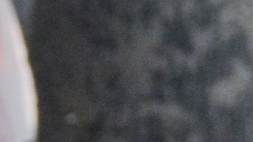 Sin misas pero con palmas en este Domingo de Ramos y coronavirus