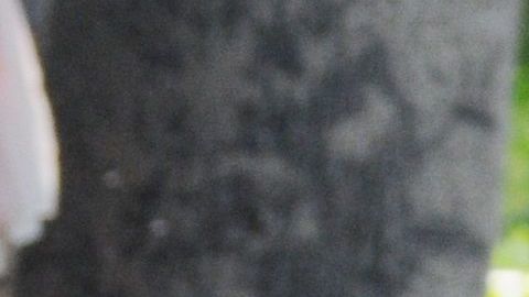 Sin misas pero con palmas en este Domingo de Ramos y coronavirus