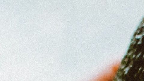aguacate-Lisa Fotios en Pexels