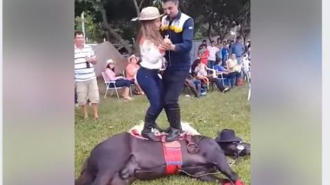 Los chicos bailan encima del animal.