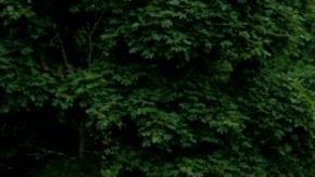 Mercedes-Benz es una de las empresas fabricantes de autos de lujo de origen alemán y quien lanzó el primer auto de la historia.