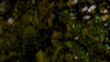 Uno de los nuevos SUV de Fiat contará con diseño estilo coupé.