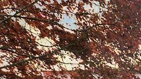 Casa de 380 años de antigüedad en Hanover, Massachusetts.