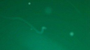 El coronavirus pudo haber sido presagiado.