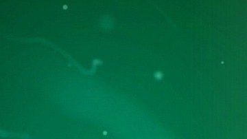 El coronavirus pudo haber sido presagiado.