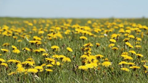 El diente de león es una maleza que ayuda a tu jardín y hasta le puede dar belleza.