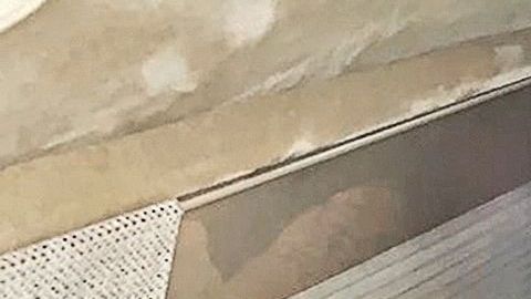 Diplo meditando en su vuelo.