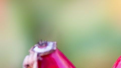 Escaramujo-Stux-Pixabay