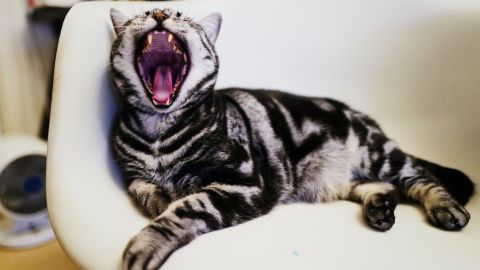 Es poco probable que un gato doméstico transmita el virus.