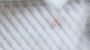 Jakub Kapusnak-hamburguesa-carne-Foddiesfeed