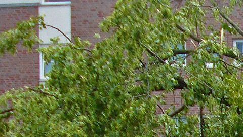 Caídas de árboles causaron destrozos en cientos de estructuras.
