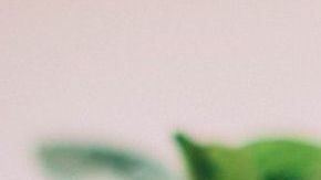 Fresas-Kristina Paukshtite en Pexels